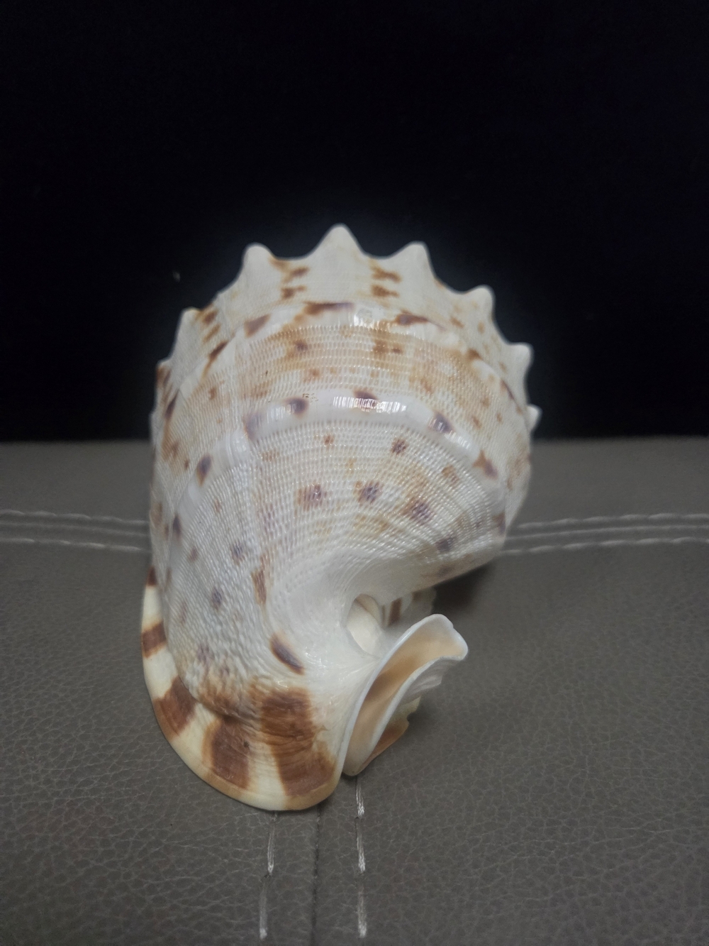 Beautiful Cassis Cornuta Shell 5” Stunning Sea Shell ~ Bin R - Picture 5 of 11